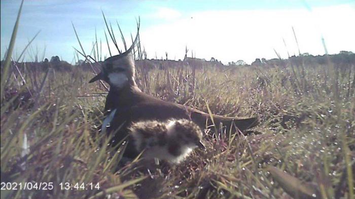 An adult lapwing and a chick