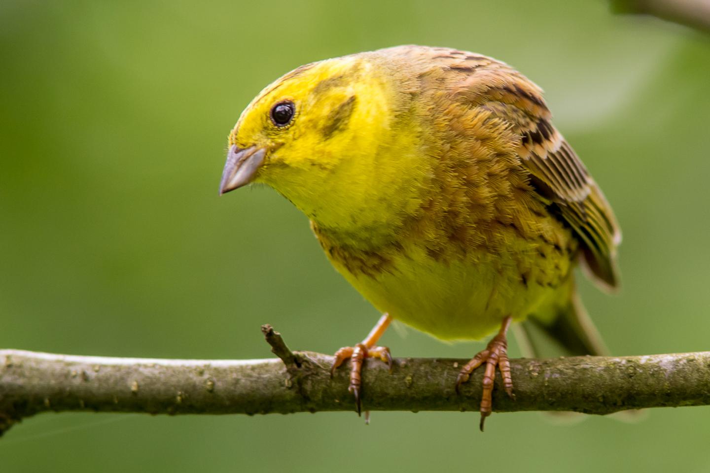 Yellowhammer
