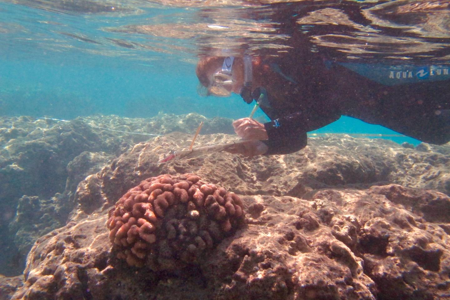 Surveying Coral Bleaching