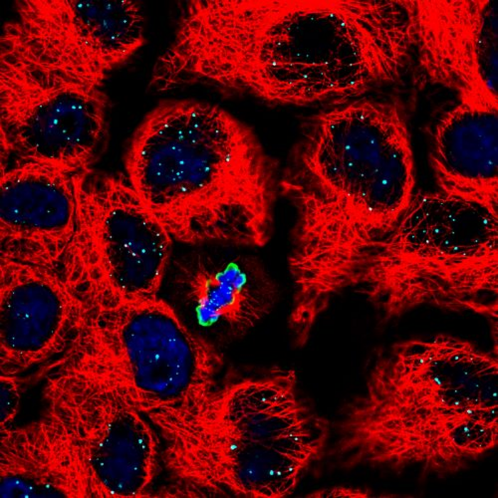 Chromosome segregation In dividing cells. Cell cytoskeleton is depicted in red, DNA is depicted in blue and a protein that marks dividing cells is depicted in green.
