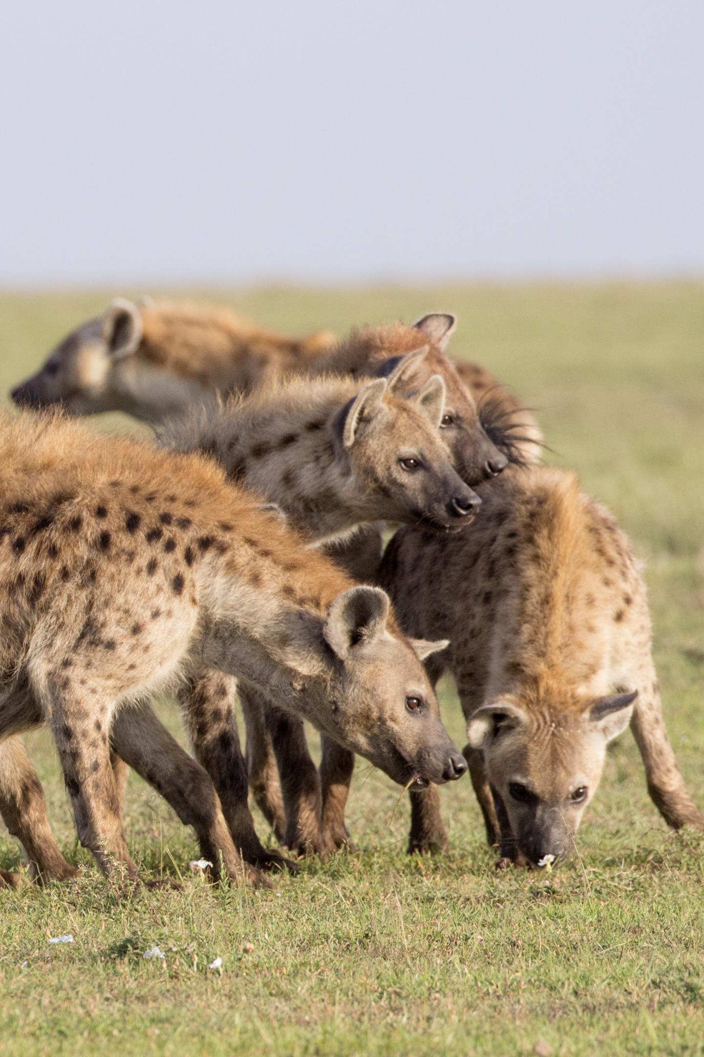Hyena moms pass their networks to their kids