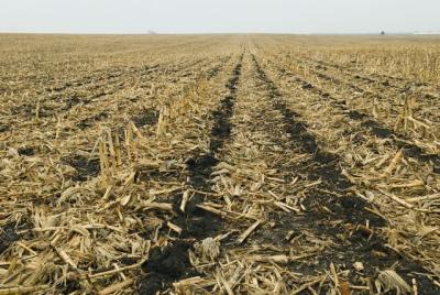 No-Till Field