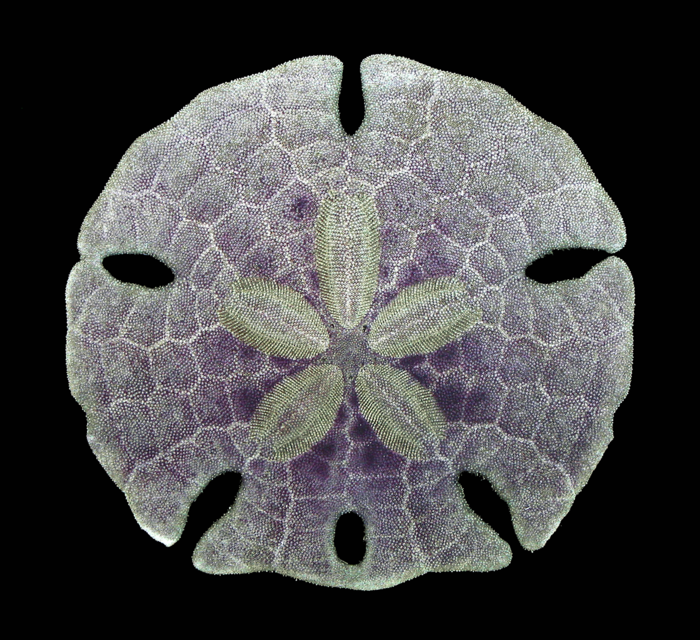 Mellitella stokesii