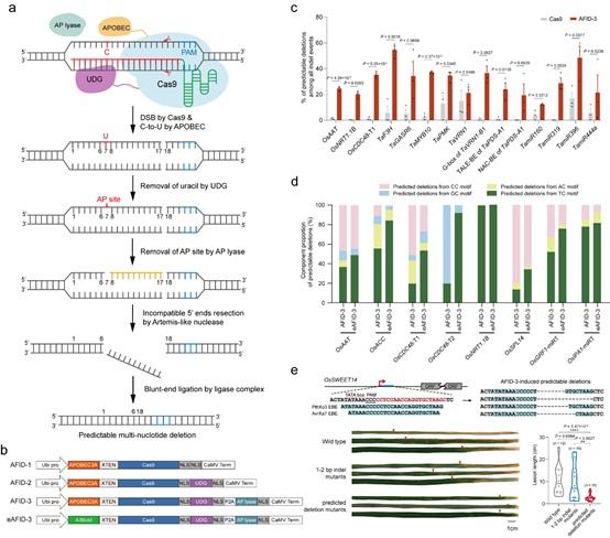 AIFD Systems Induce Precise and Predictable Multi-Nucleotide Deletions in Plants