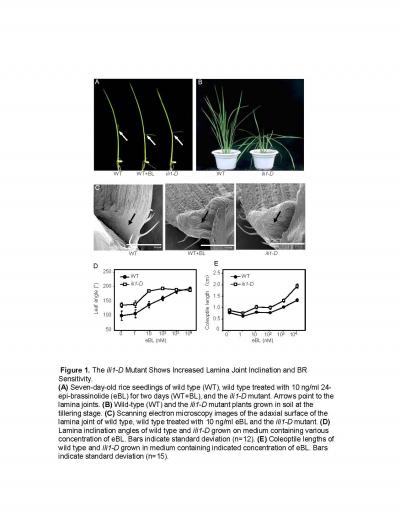 Wild and Mutant Rice
