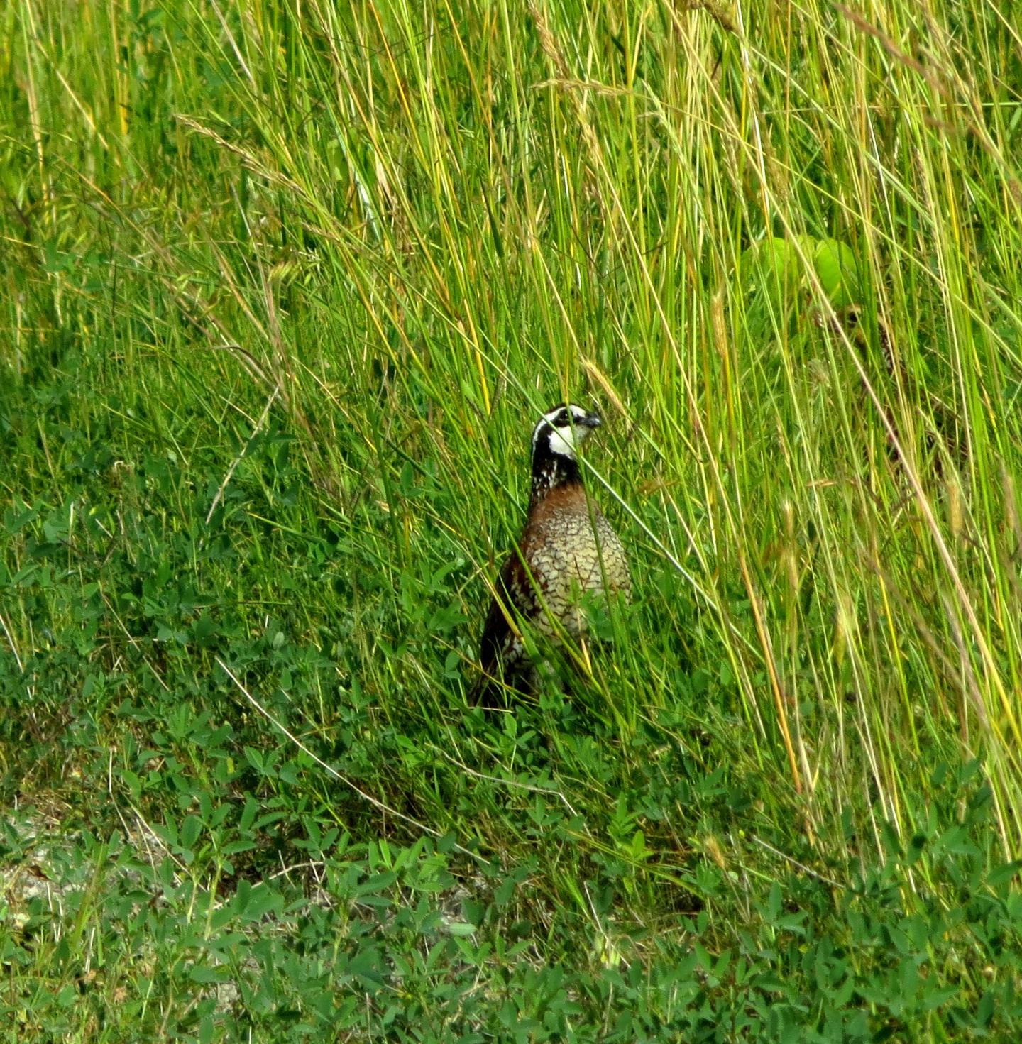 Northern Bobwhite Quail [IMAGE] EurekAlert! Science News Releases