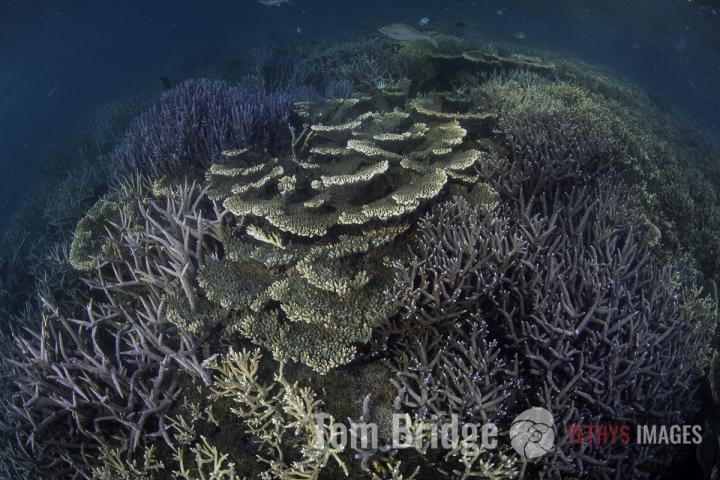 Project Phoenix: DNA Unlocks a New Understanding of Coral