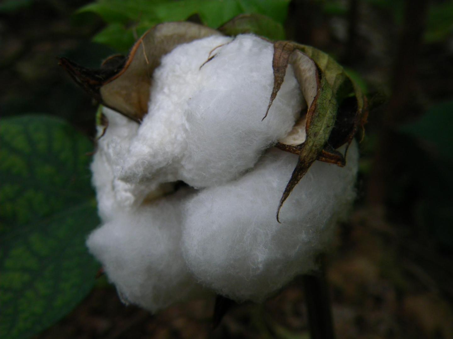 Cotton Broken out from a Boll in Hebei Province