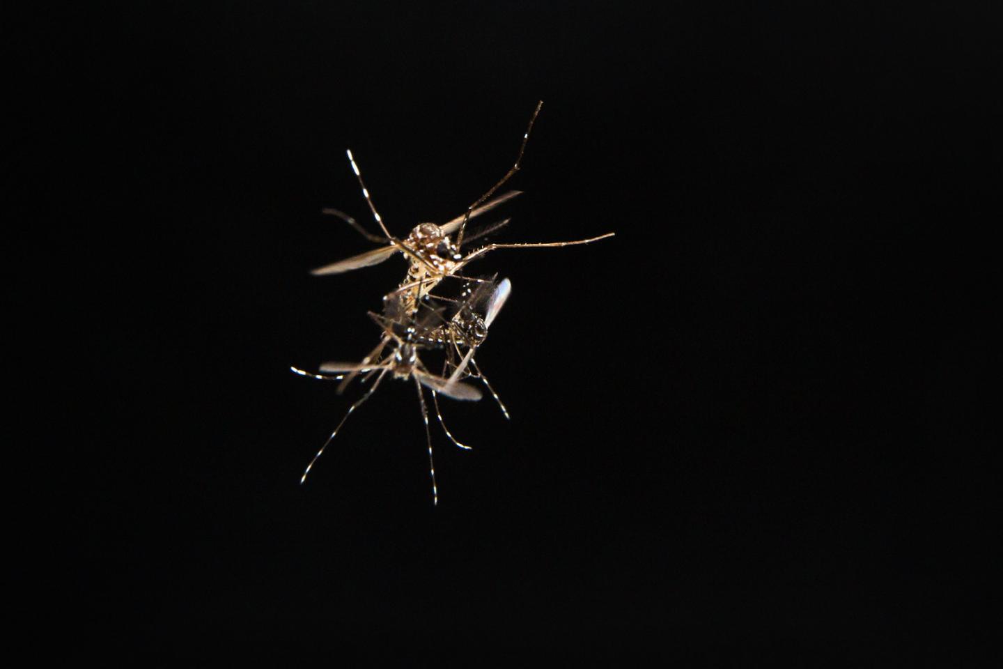 Mosquito Sex