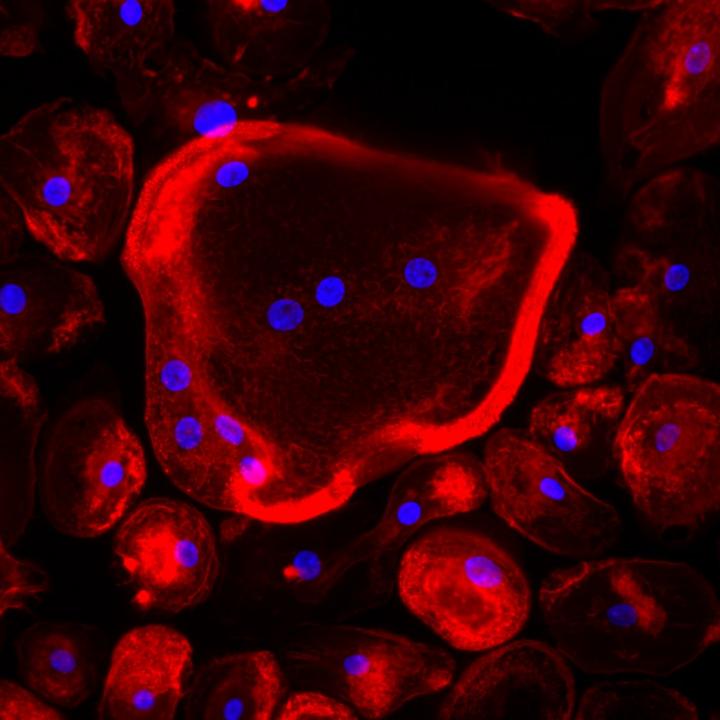 Immunofluorescence Image