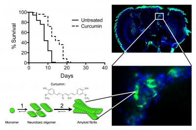 Curcumin Treatment of Alzheimer Flies