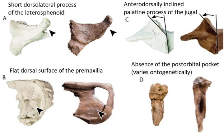 Morphological Comparison