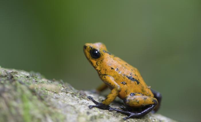 Oophaga sylvatica