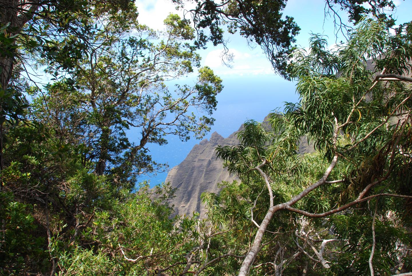 <i>Melicope stonei</i>, Habitat (1 of 2)