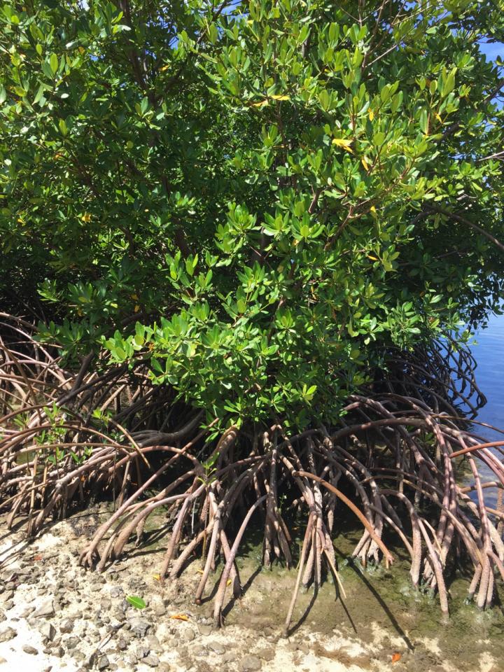 Mangroves