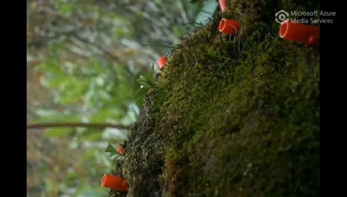 Light green Takakia sporophytes occur synchronously about 10 days after snow melt in June