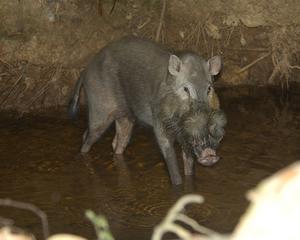 Sunda Bearded Pig