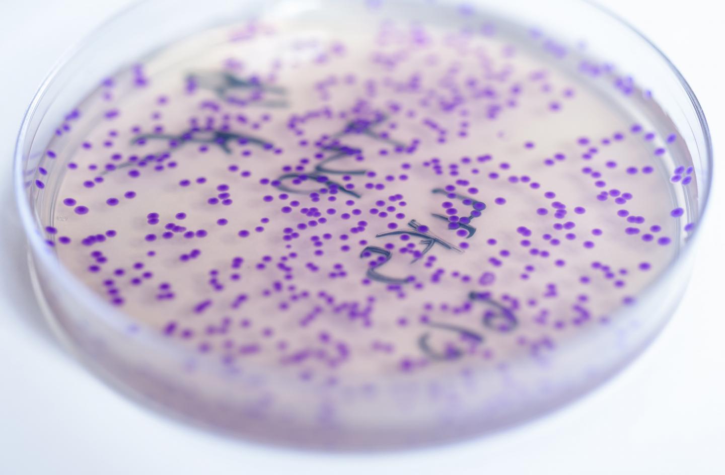 Bacterial Indicator Plate