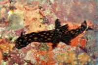 New Species of Nudibranch from the Philippines