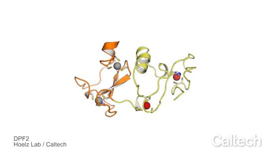 Molecular Structure of DPF2