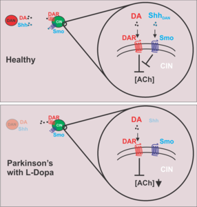 Sonic Hedgehog Protein Pathway Stimulation