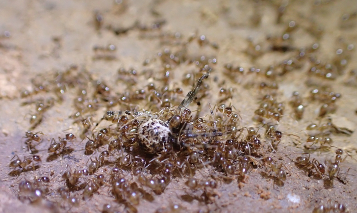Tawny crazy ant swarm