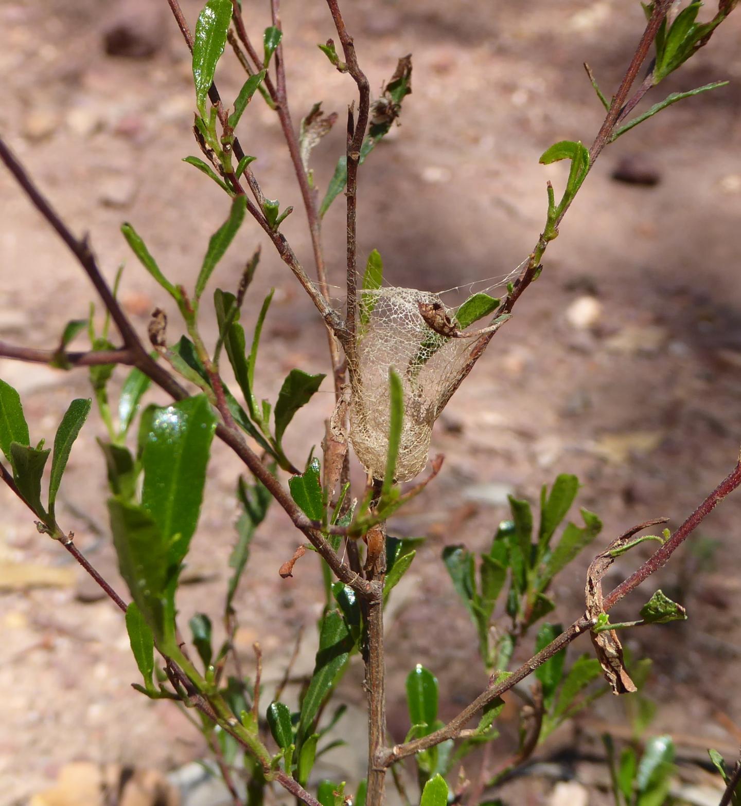 Australian Spider's Silk Secret Tapped