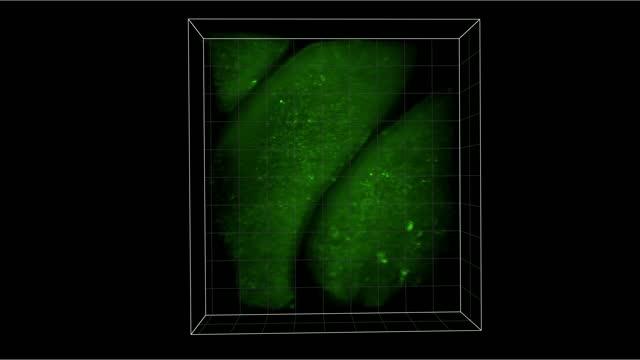 Imaging of intact olfactory epithelium using SCAPE microscopy