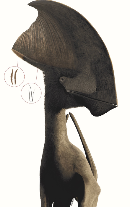 Pterosaur reconstruction feather types