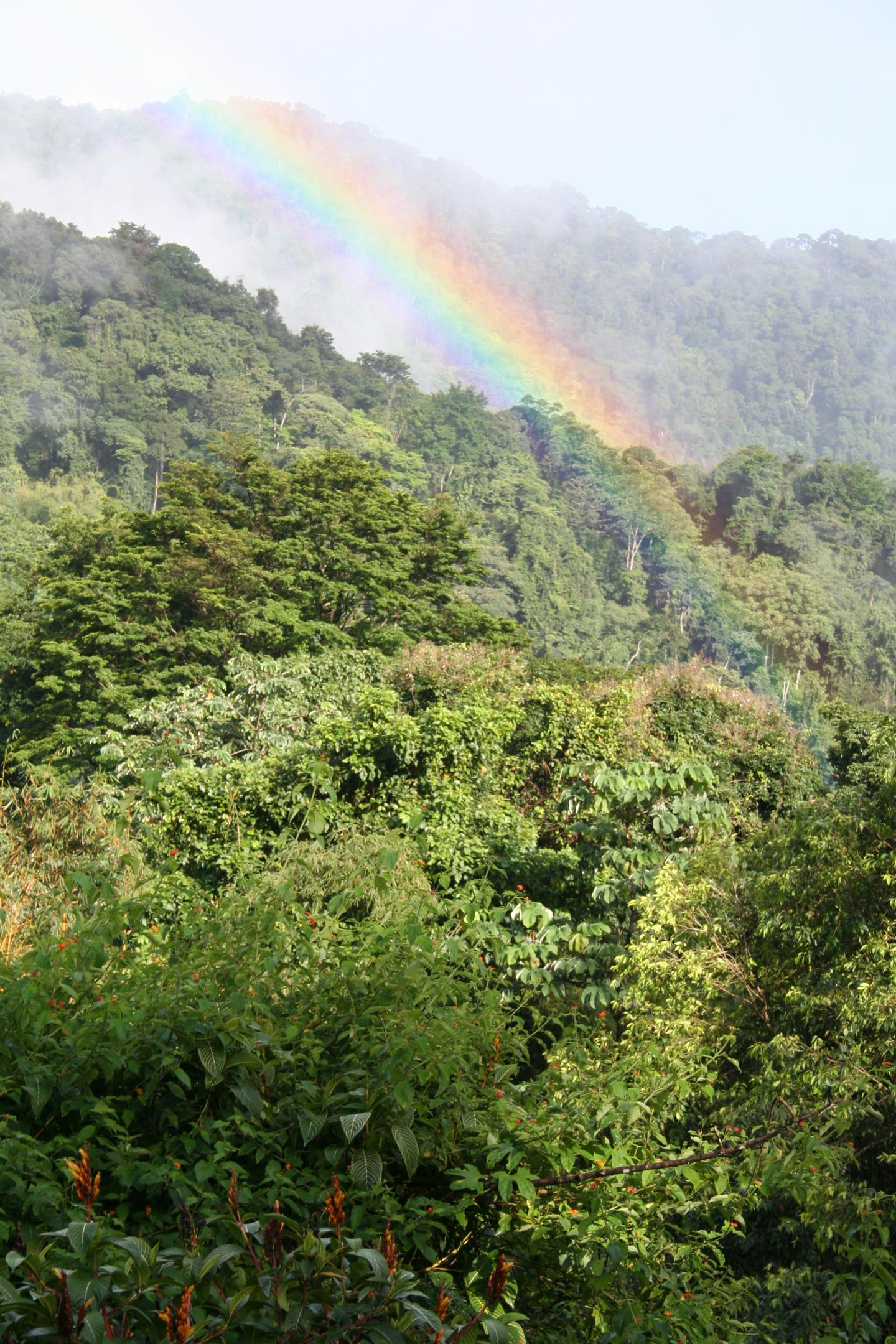 Rainbow Over Forest in Trinidad