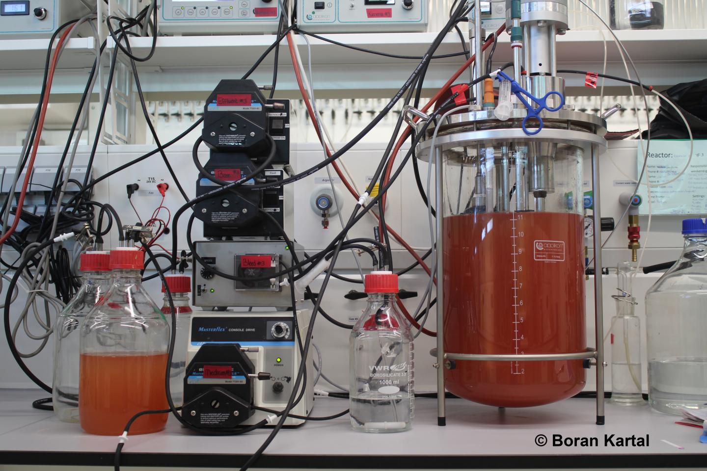 Bioreaktor mit Zellen von  <i>K. stuttgartiensis</i>