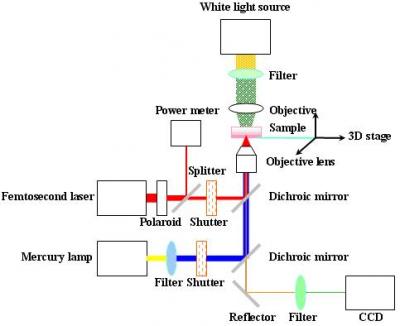Influence of Location-Dependent Protuberance Damage on Cell Viability (1 of 3)
