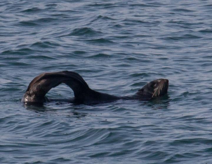 Fur Seal Sleeps in Water