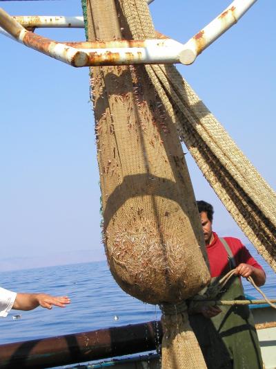 Opening the Trawler's Net