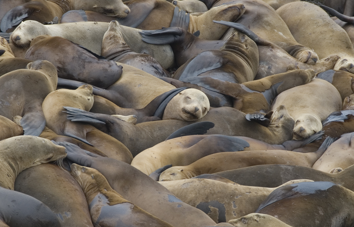 California sea lions resting at Año Nuevo Island.