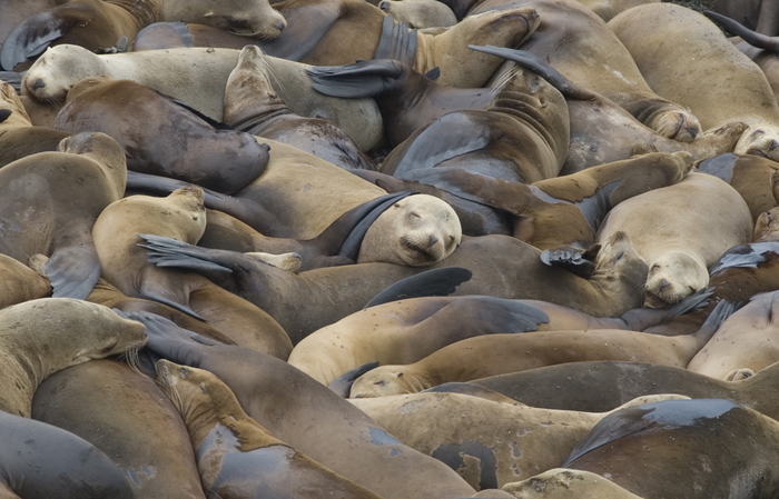 Male California sea lions are becoming bigger | EurekAlert!