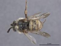 The Original Specimen of the Mystery Bee