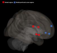 Brain Regions