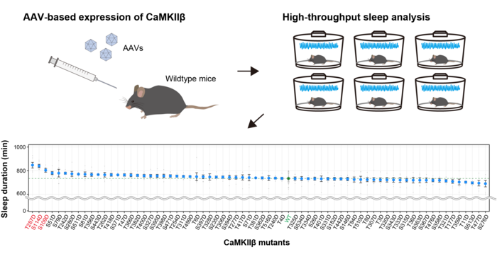 AAV-based screening for CaMKIIβ phosphomimetic mutants