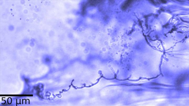 Aerosols float in the air