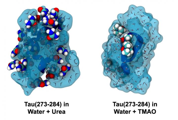 Urea and TMAO