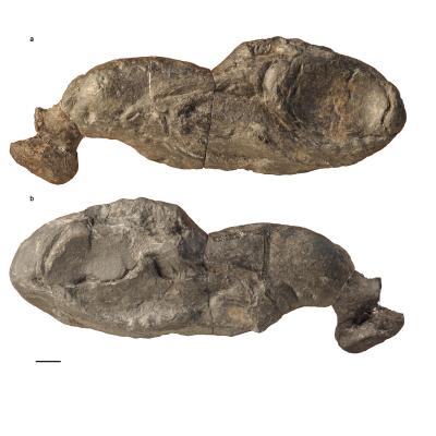 <I>Ozarcus mapesae</I>