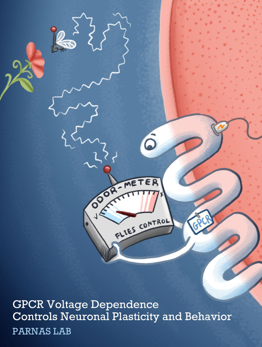 GPCR voltage dependence effects