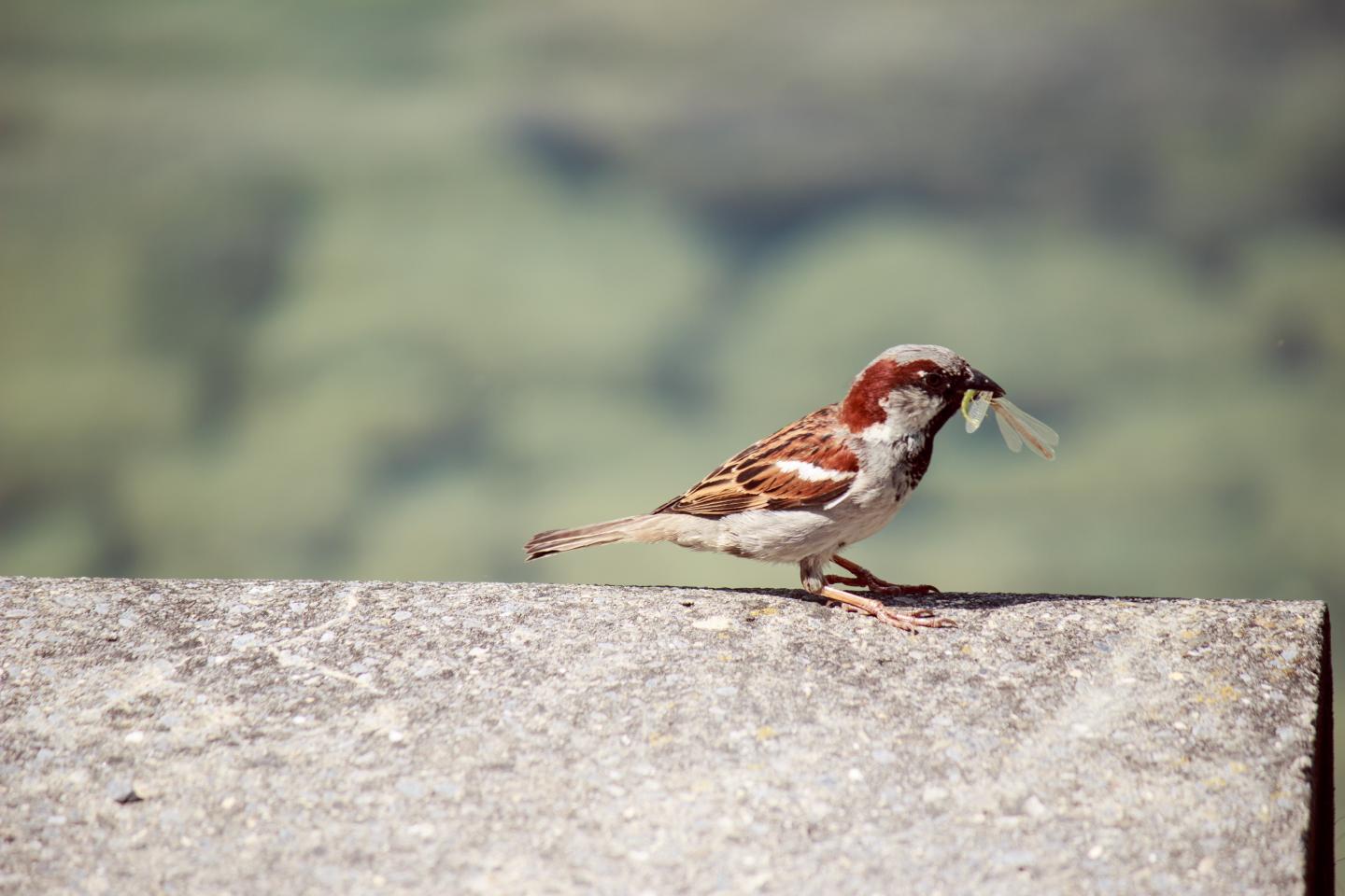 City bird with food.