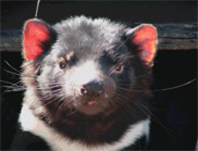Tasmanian Devil