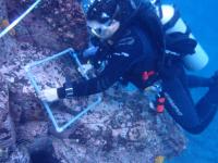 Dive Survey Team at Work in Galapagos