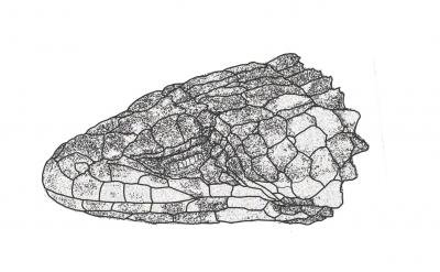 Smaug Lizards Are Like Small Dragons, But Nicer