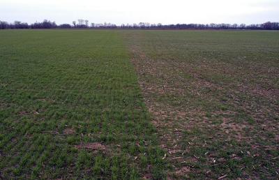 Wheat with Resistance Genes (L) and Non-resistant Variety (R)