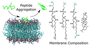 Oxidised model membranes have different effects on peptide fibril formation