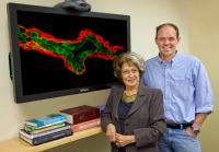 Mina Bissell and Mark LaBarge, DOE/Lawrence Berkeley National Laboratory 